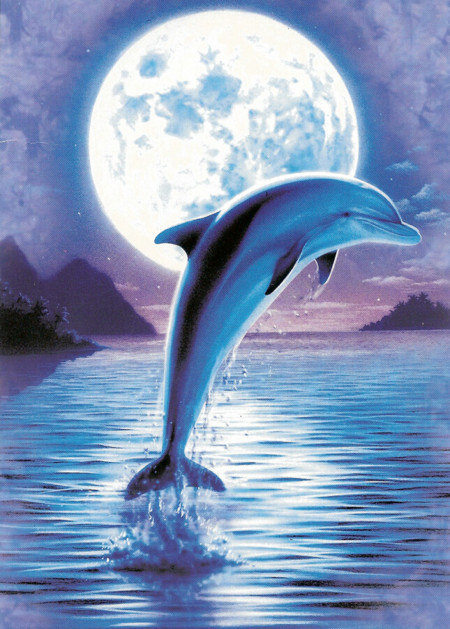 dolphin dance